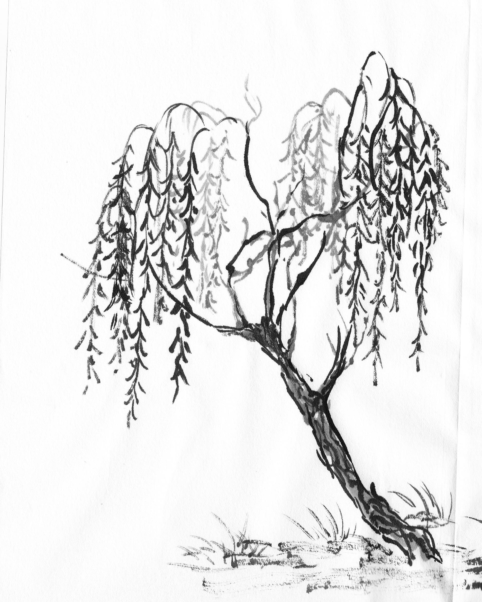 Cherry Blossom Tree Pencil Drawing at PaintingValley.com | Explore ...