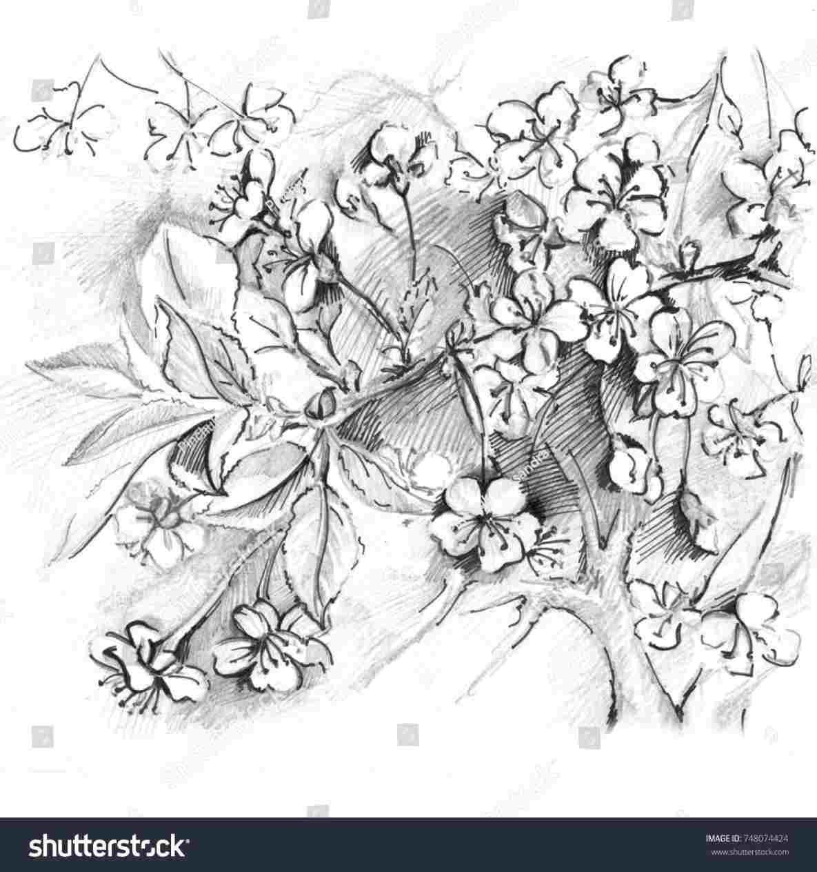 1185x1264 Cherry Blossom Pencil Drawing - Cherry Blossom Tree Pencil Drawing