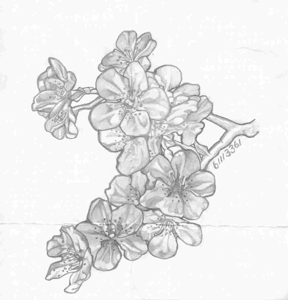 Cherry Blossom Tree Pencil Drawing at Explore