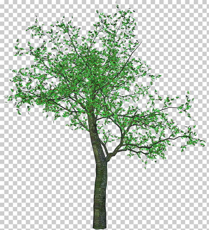 728x800 Cherry Blossom Tree Drawing, Flamboyan Png Clipart Free Cliparts - Cherry Blossoms Tree Drawing