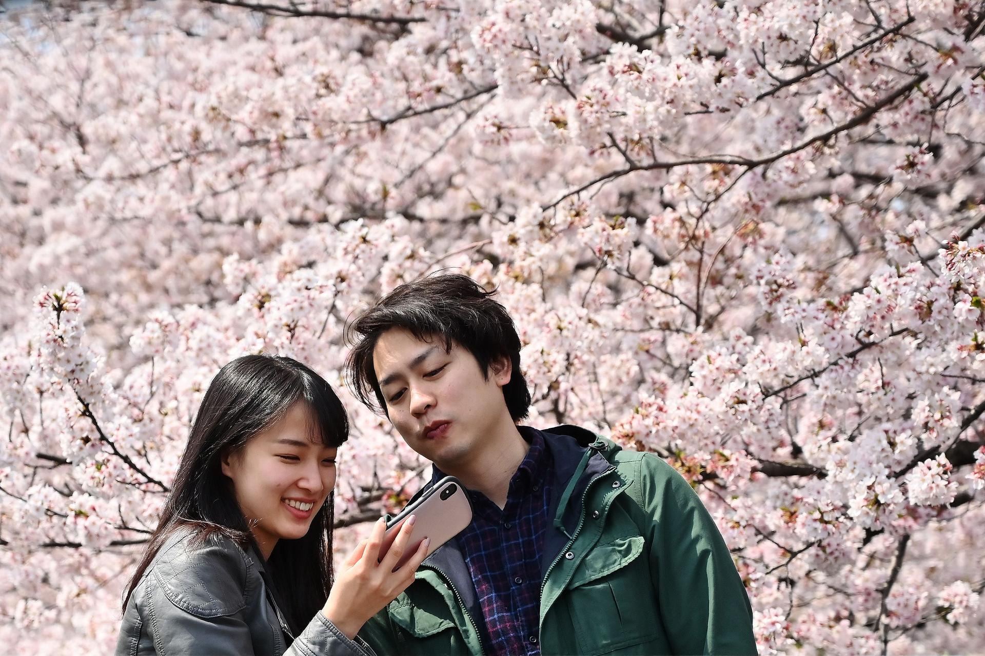 1920x1279 japan tourism industry blooms as cherry trees draw visitors - Cherry Blossoms Tree Drawing