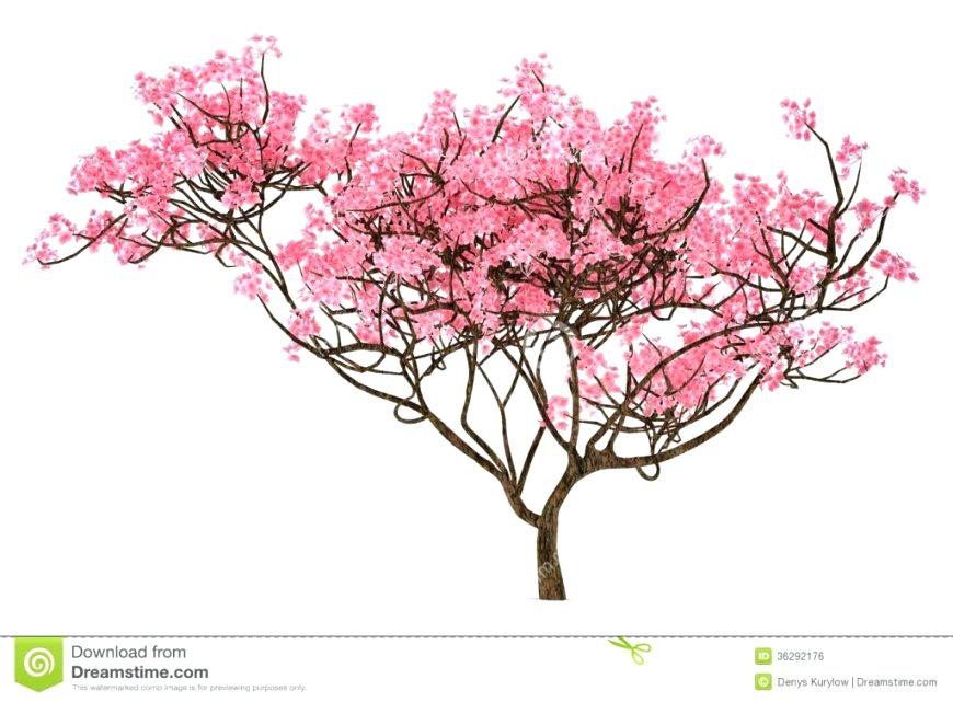 870x641 cherry blossom tree drawing also cherry tree drawing for make - Cherry Blossoms Tree Drawing