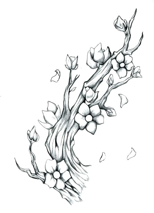 600x826 Cherry Blossom Tree Drawing With Cherry Blossom - Cherry Branch Drawing