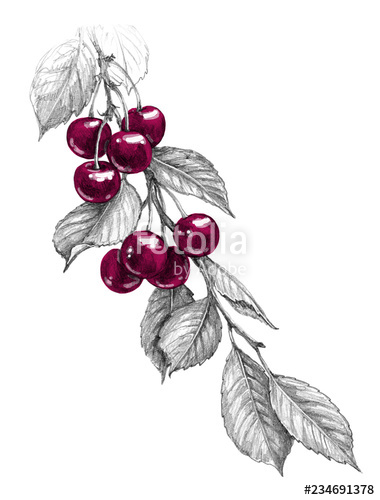 380x500 Cherry Branch With Red Berries Pencil Drawing Stock Photo - Cherry Branch Drawing
