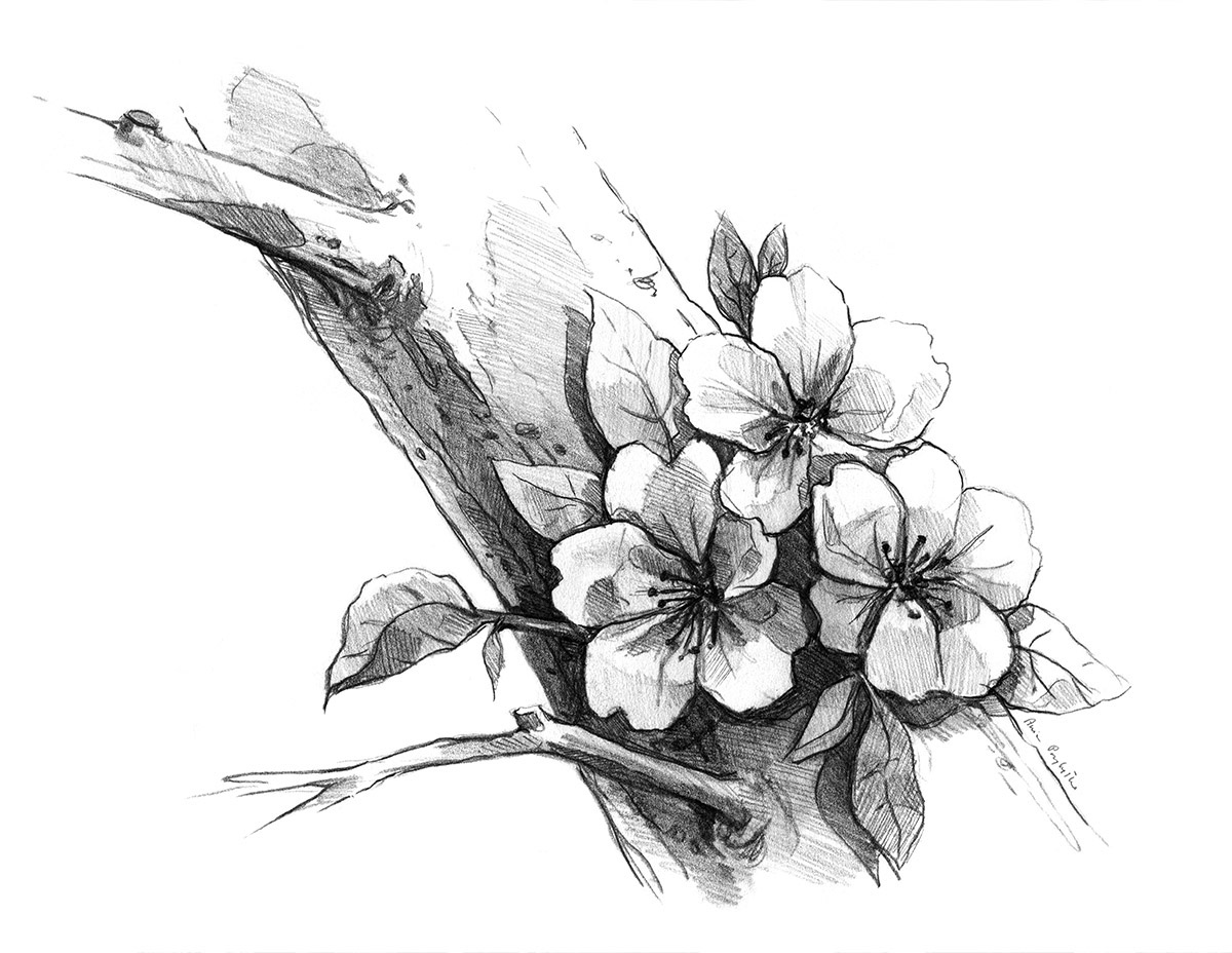 1200x928 Cherry Blossom - Cherry Branch Drawing