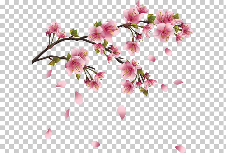 728x494 Cherry Blossom Drawing, Sakura Branch Png Clipart Free Cliparts - Cherry Branch Drawing