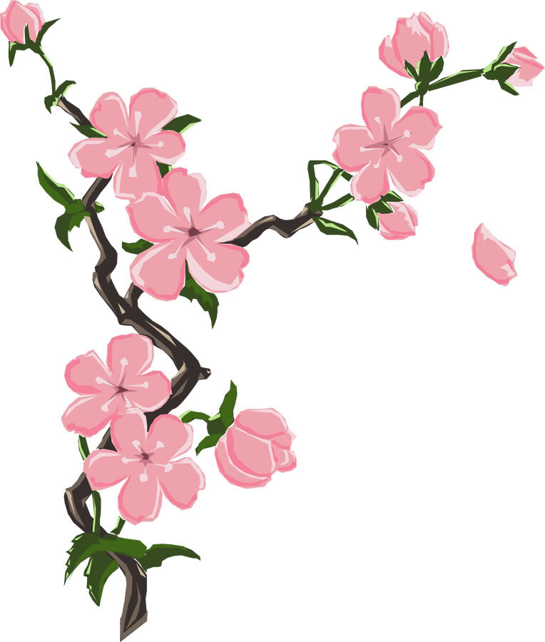 764x900 Drawn Cherry Blossom Sakura Flower Pencil And In Color Drawn How - Cherry Branch Drawing
