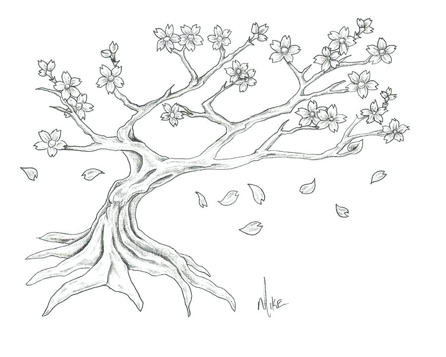 900x720 Huge Collection Of 'cherry Blossom Tree Pencil Drawing' Download - Cherry Branch Drawing