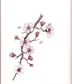 236x277 Pics For Gt Cherry Blossom Tree Drawing Tumblr Trees,trees - Cherry Branch Drawing