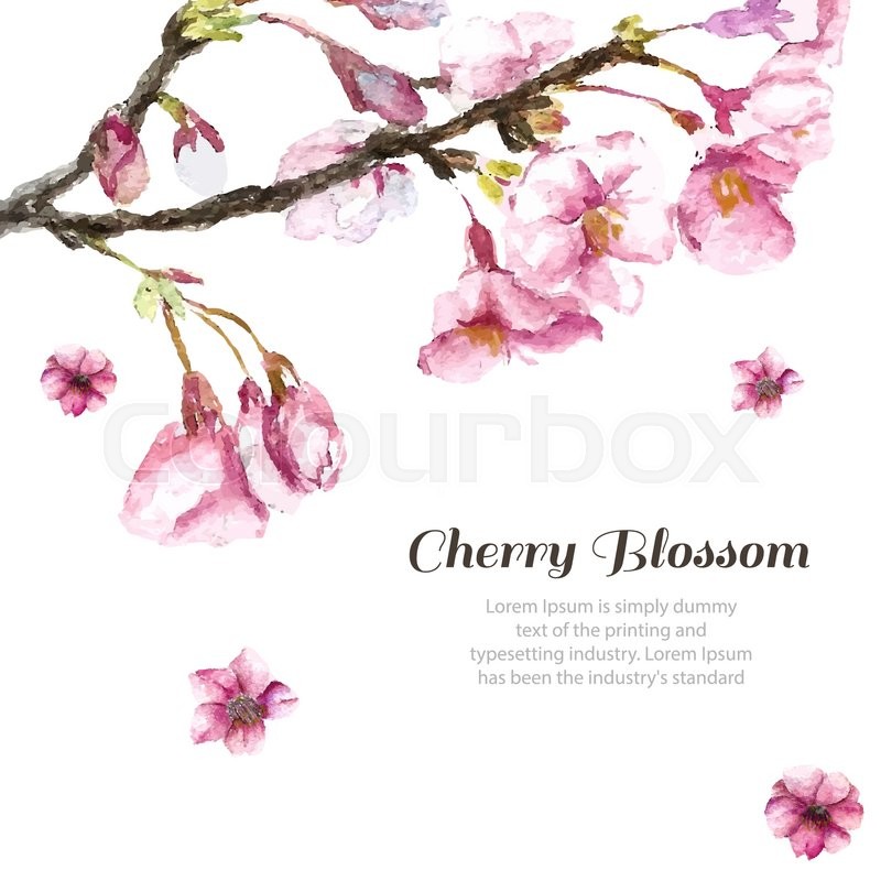 800x800 Watercolor Cherry Blossom Hand Draw Stock Vector Colourbox - Cherry Branch Drawing