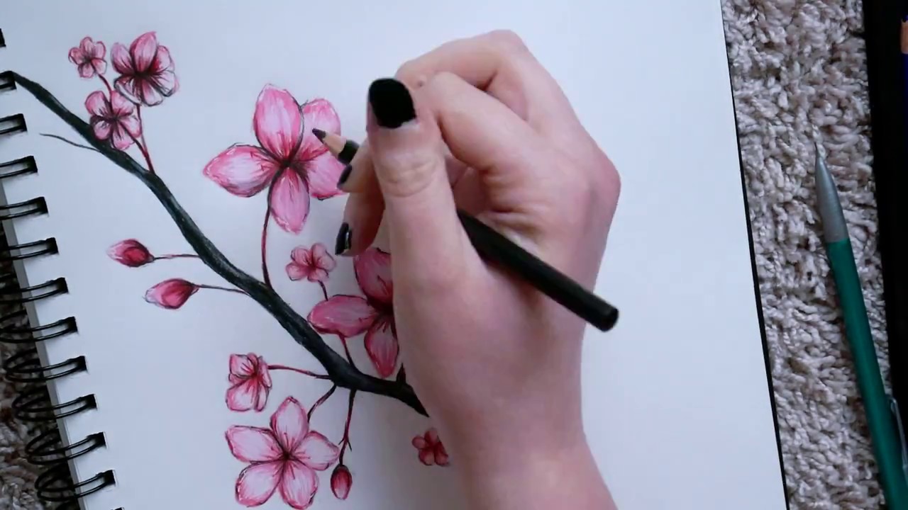 1280x720 Drawing Cherry Blossoms - Cherry Branch Drawing