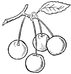 242x249 How To Draw Cherries With Simple Step - Cherry Drawing