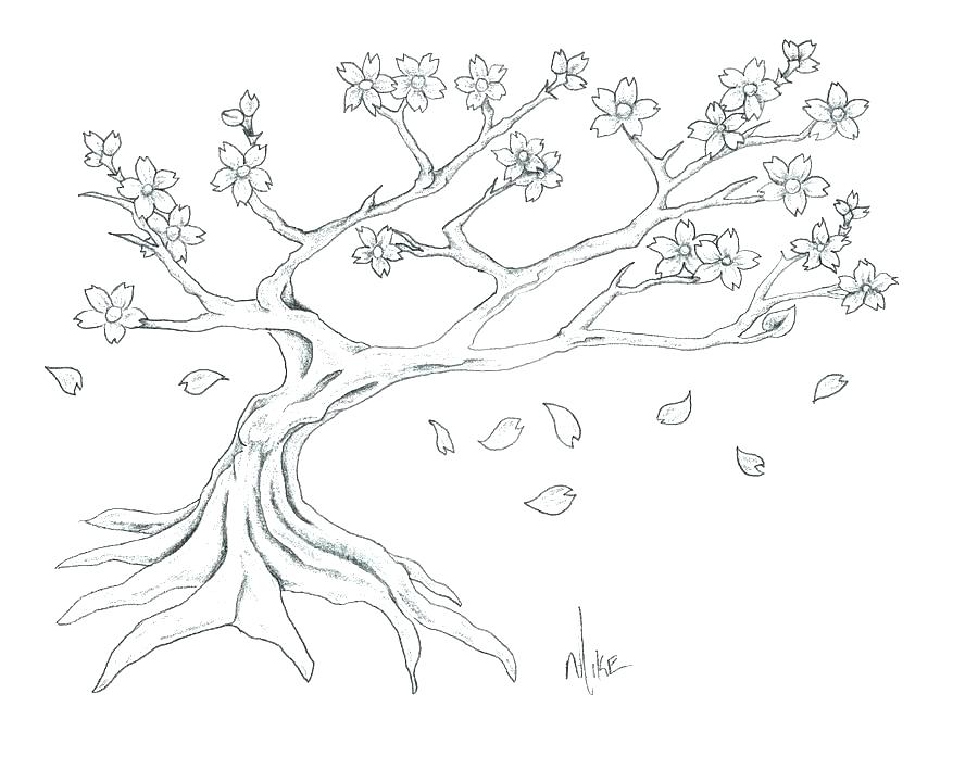 900x720 How To Draw Cherry Blossoms With Cherry Blossom Drawing Peach - Cherry Tree Drawing