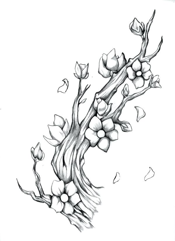 600x826 Huge Collection Of 'chinese Cherry Blossom Drawing' Download More - Cherry Tree Drawing