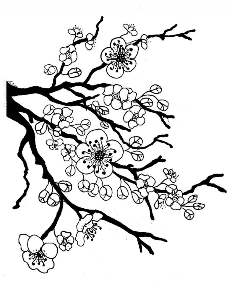 768x961 Lovely Cherry Blossom Tree Drawing Weeping Cherry Blossom Tree - Cherry Tree Drawing