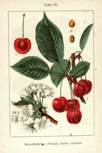 199x300 Vintage Cherry Tree Drawing - Cherry Tree Drawing