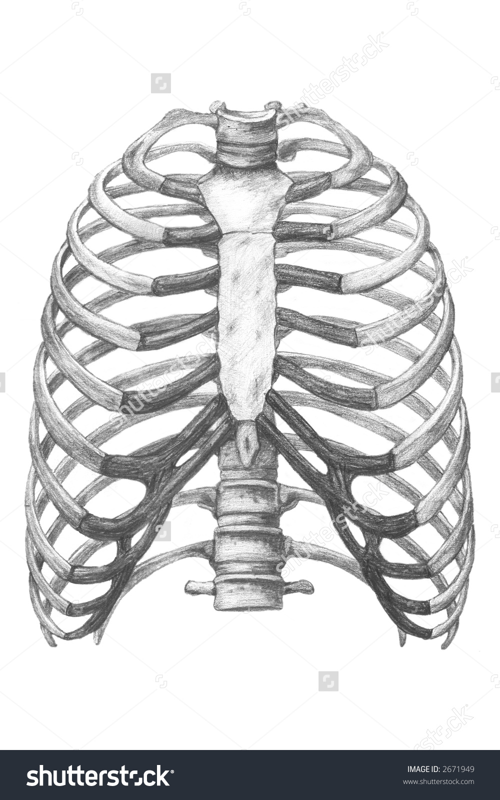1000x1600 Drawing Of The Human Body - Chest Of Drawings