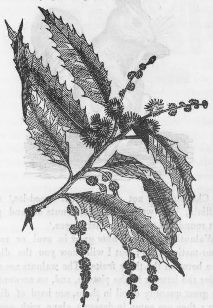 432x625 Chestnut Drawing - Chestnut Drawing