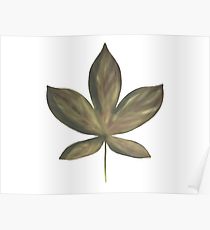 210x230 Chestnut Drawing Posters Redbubble - Chestnut Drawing