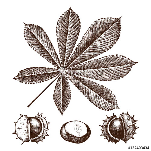 500x500 chestnut botanical illustration vector hand drawn leaf and nuts - Chestnut Drawing