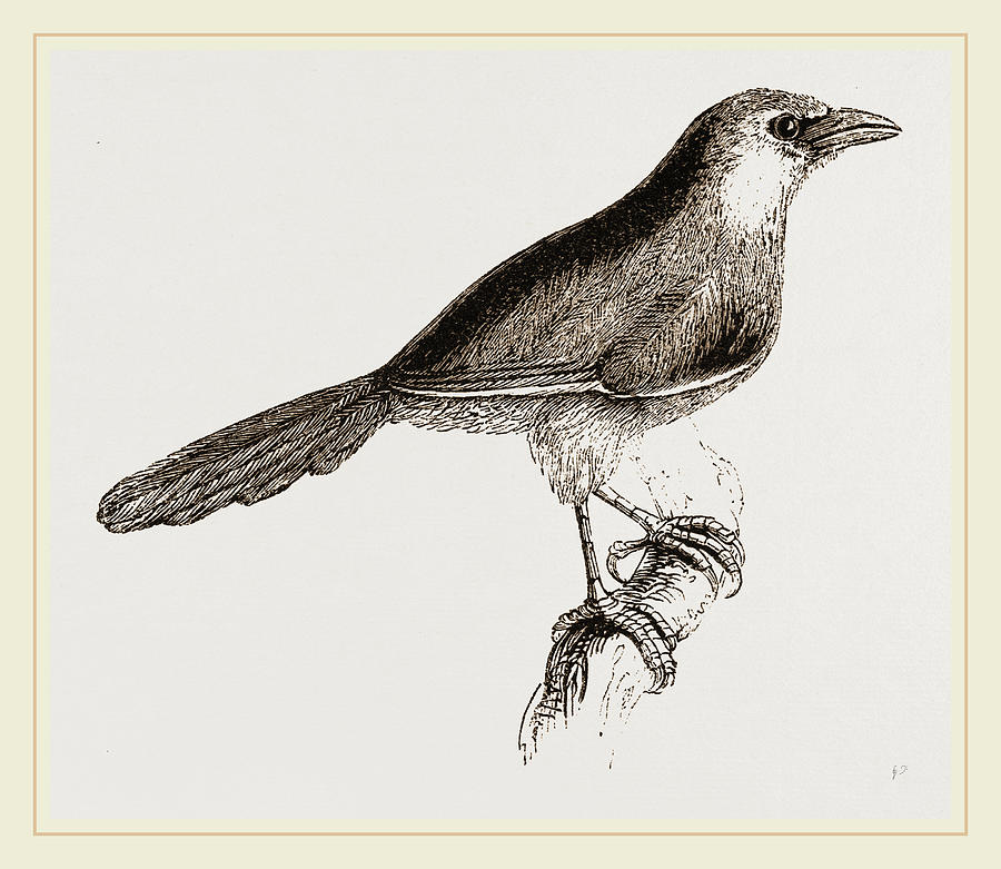 900x781 Chestnut Capped Timalia Drawing - Chestnut Drawing