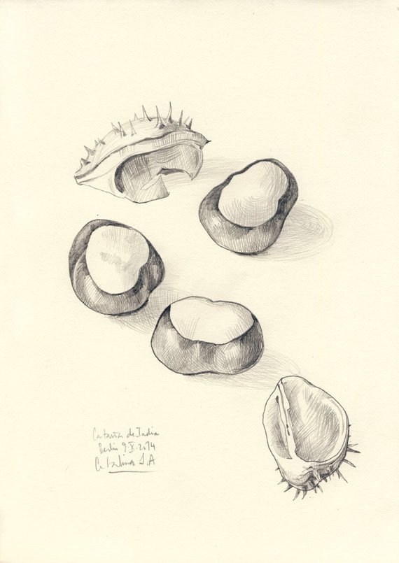 570x805 Conkers - Chestnut Drawing