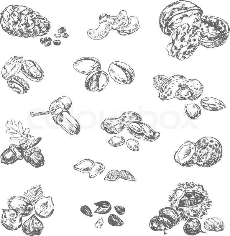 780x800 freehand drawing nuts pistachios, stock vector colourbox - Chestnut Drawing