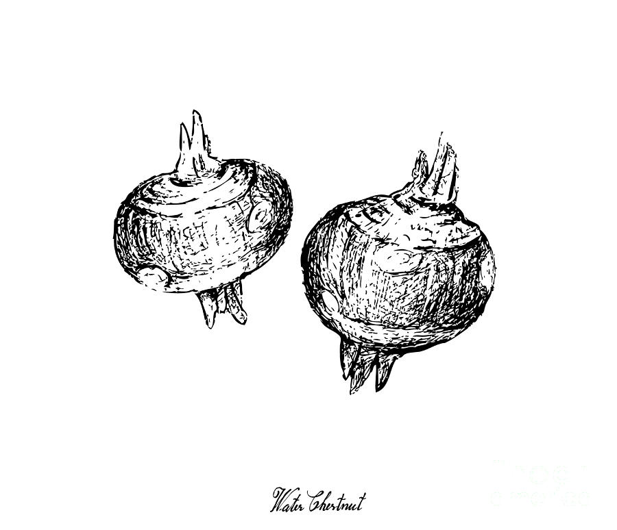 900x774 Hand Drawn Of Water Chestnut Plant On White Background - Chestnut Drawing