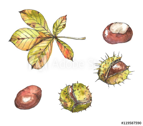 500x441 Hand Drawn Watercolor And Ink Autumn Illustration Drawing - Chestnut Drawing