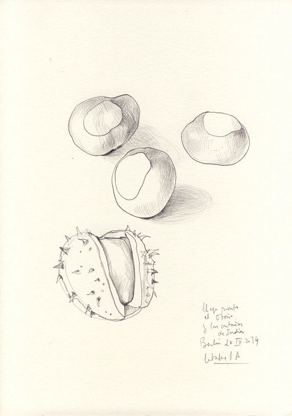 570x812 Horse Chestnuts,original Pencil Drawing Chestnuts, Autumn Still - Chestnut Drawing