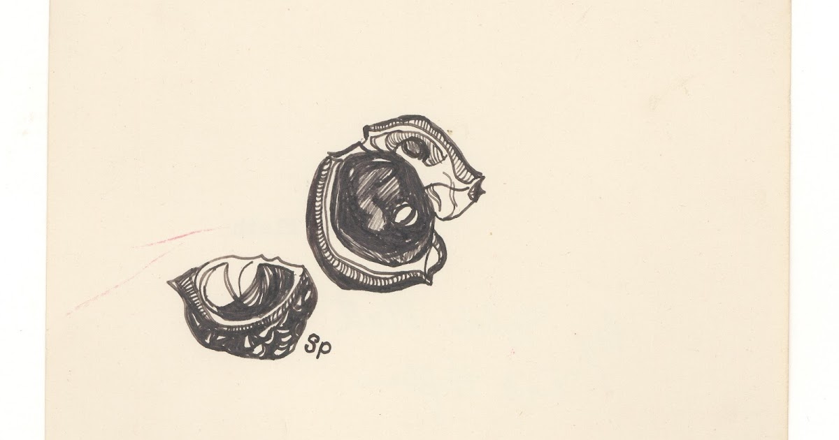 1200x630 Sylvia Plath Info Sylvia Plath's Horse Chestnut - Chestnut Drawing