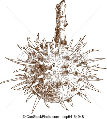421x470 Vector Antique Engraving Drawing Illustration Of Chestnut Isolated - Chestnut Drawing