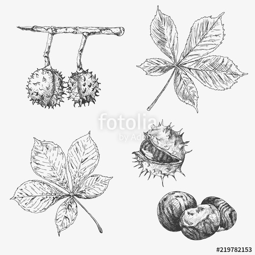 500x500 vector chestnut leaf and nuts drawing set autumn elements hand - Chestnut Drawing