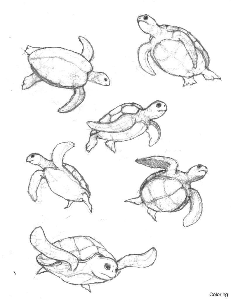 791x1024 Chibi Turtle Drawing Drawings - Chibi Turtle Drawing