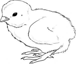 302x257 how to draw a chick draw drawings, chicken drawing, chicken - Chick Drawing Images