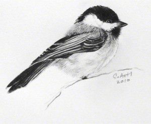 Chickadee Line Drawing at PaintingValley.com | Explore collection of ...