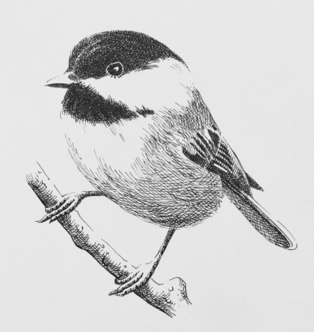 450x476 Chickadee Drawing Creative Art Drawing Skill - Chickadee Drawing