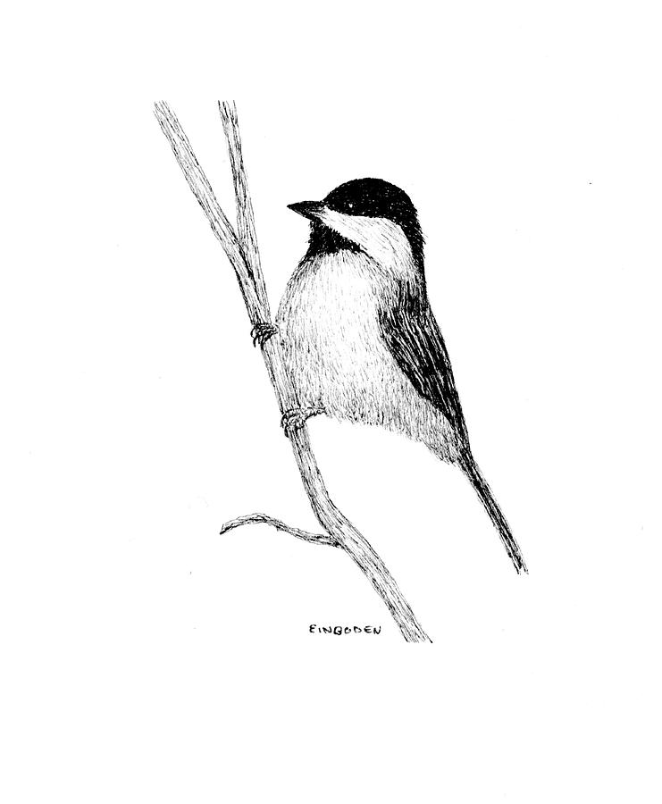 741x900 Chickadee Drawing - Chickadee Drawing