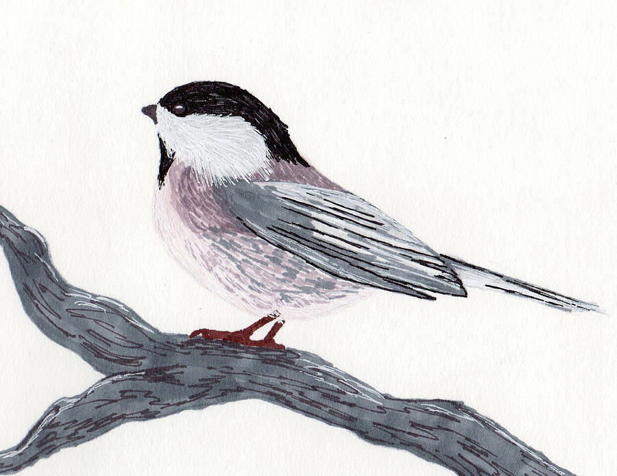 900x695 Chickadee Drawing - Chickadee Drawing