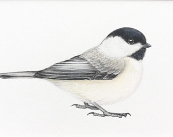 340x270 Chickadee Drawing Etsy - Chickadee Drawing