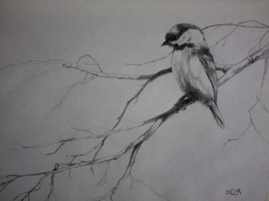 900x675 Derrick Higgins - Chickadee Drawing