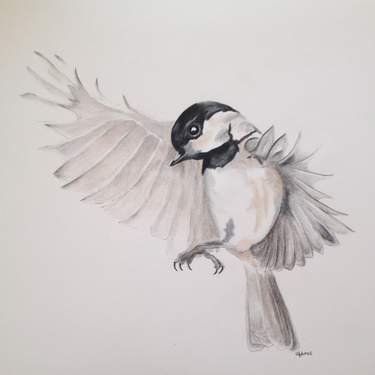 1200x1200 Black Capped Chickadee In Flight Drawing - Chickadee Drawing