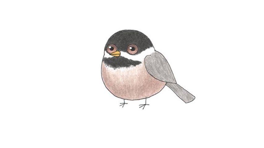 854x480 How To Draw A Chickadee Bird - Chickadee Drawing