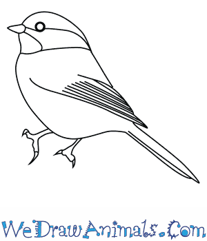 300x350 How To Draw A Black Capped Chickadee - Chickadee Drawing
