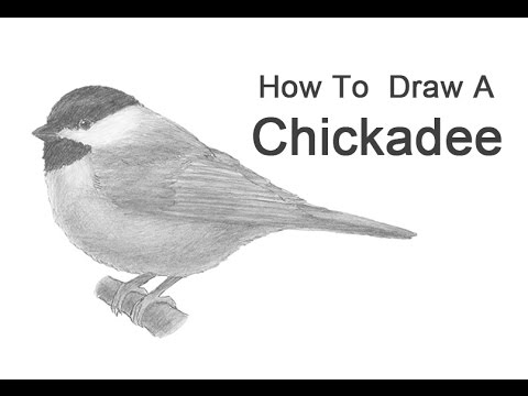 480x360 How To Draw A Chickadee - Chickadee Drawing