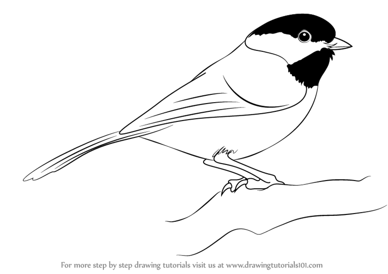 800x566 Learn How To Draw A Black Capped Chickadee - Chickadee Drawing