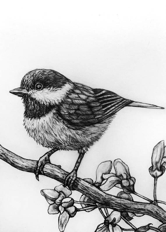 Chickadee Drawing At Paintingvalley.com 