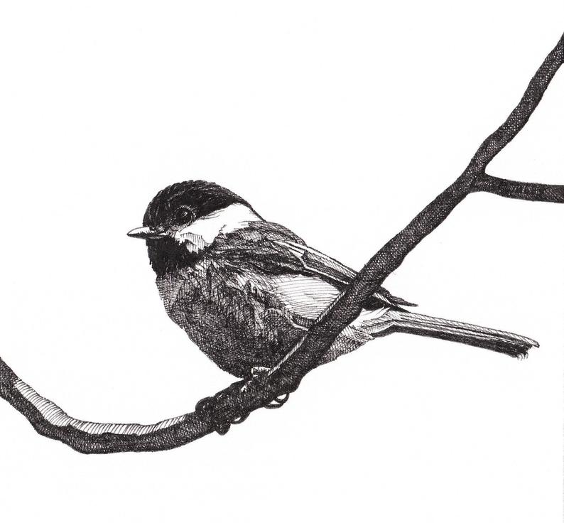 794x736 Pen And Ink Drawing Reproduction Black Capped Chickadee Print Etsy - Chickadee Drawing