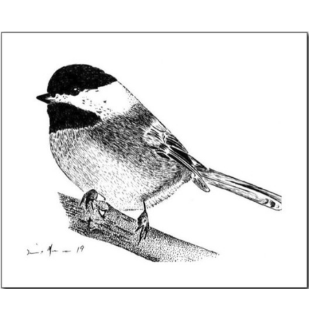450x450 spring is near black capped chickadee drawing print - Chickadee Drawing