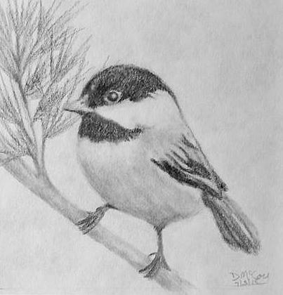 403x420 Black Capped Chickadee Left Facing Drawing - Chickadee Drawing